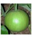 Round Bottle Gourd - Image 2